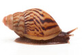 Lissachatina zanzibarica typ 2 juvenil